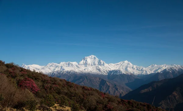 Nepal Annapurna koruma alanında Poonhill tepesinden Dhaulagiri dağ ve ormangülü ağacı göster.
