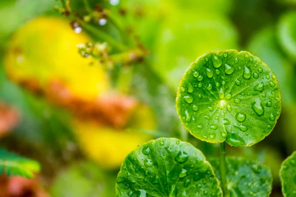 Yeşil yaprak su damlaları ile bulanıklık