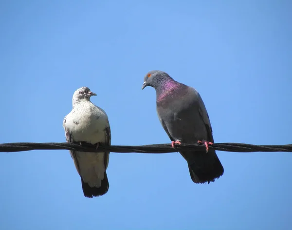 Two urban dove — Stock Photo, Image