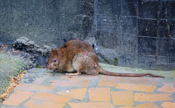 Evin duvarının yakınında yaralı sıçan — Stok fotoğraf