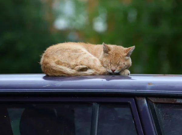 Sovende ingefærkatt – stockfoto