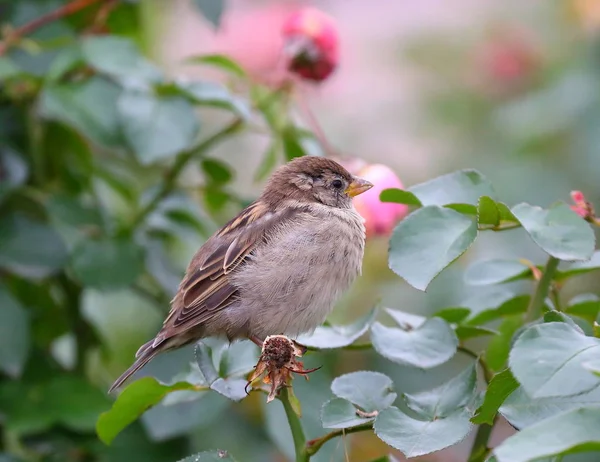 Sparrow on a branch — Stock Photo, Image