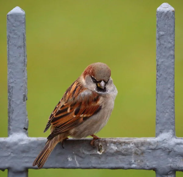 Cidade comum Sparrow — Fotografia de Stock