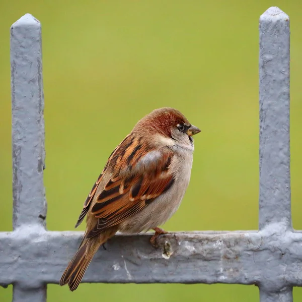 Cidade Comum Sparrow Cerca — Fotografia de Stock