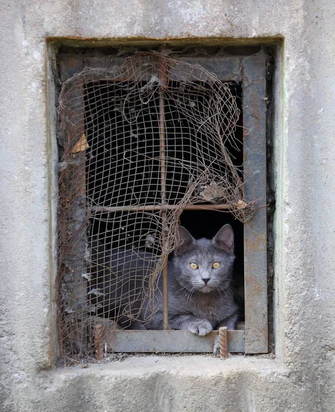 Katt Källaren Fönster — Stockfoto