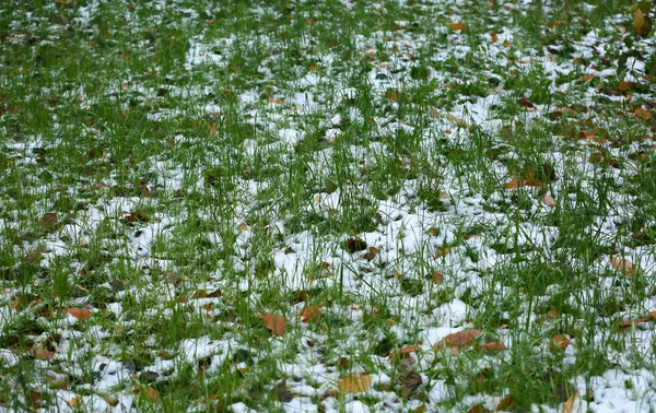 Der Erste Schnee Grünen Gras — Stockfoto