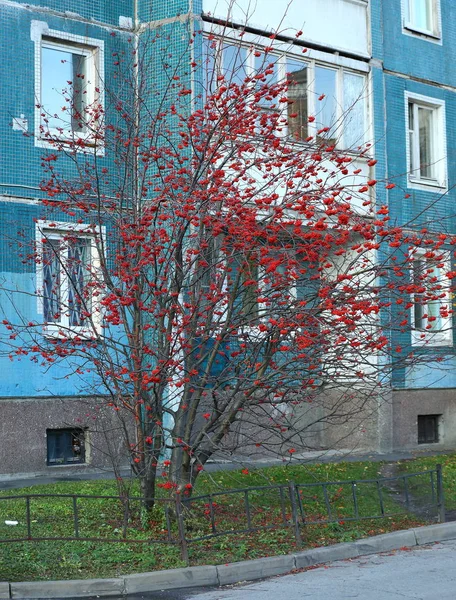 红色的罗文浆果 裸露在屋后的树枝上 — 图库照片
