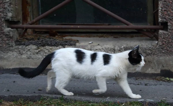 Gato Branco Com Manchas Pretas Janela Porão — Fotografia de Stock