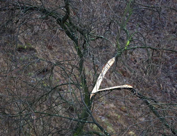 Autumn Tree Leaves Broken Branch — Stock Photo, Image