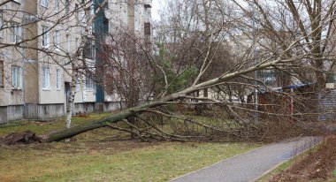 Kasırgadan sonra bir apartmanın bahçesinde kırık bir ağaç yapmak.