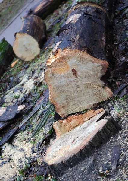 Árbol Aserrado Tocón Restante — Foto de Stock