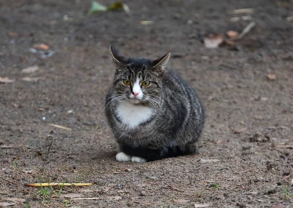 Grå Tabby Katt Sitter Bar Höstmark — Stockfoto