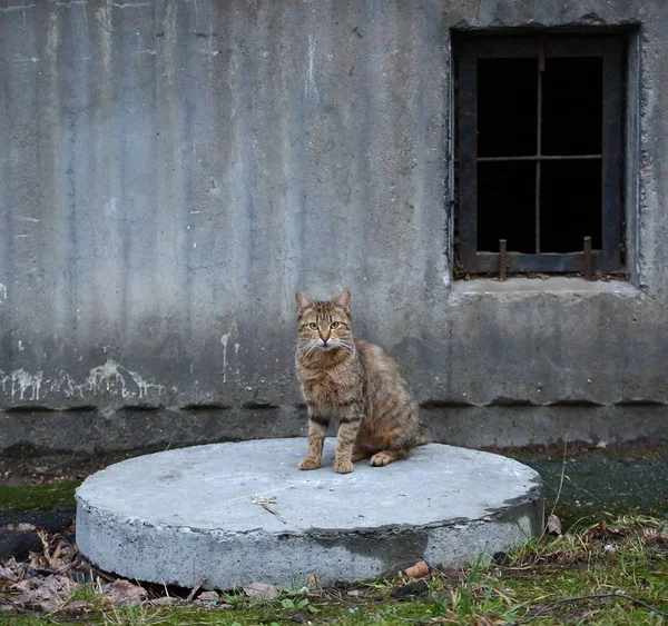 Szary Kot Siedzący Betonowej Pokrywie Włazu Przy Oknie Piwnicy — Zdjęcie stockowe