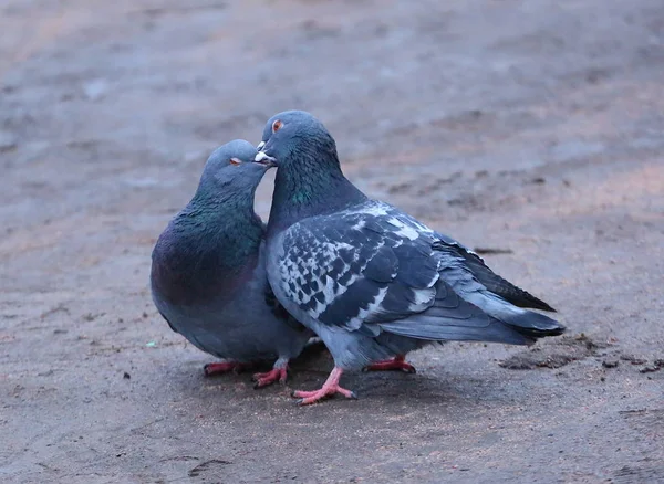 Une Colombe Baiser Colombe Sur Sol — Photo