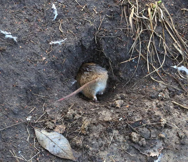 Rat Crawls Hole Ground — 스톡 사진