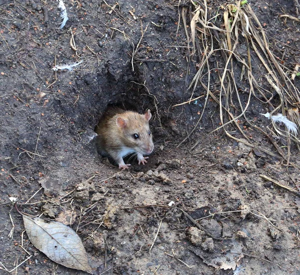 Toprağa Gömülen Yuvalardan Gözetleyen Sıçan — Stok fotoğraf
