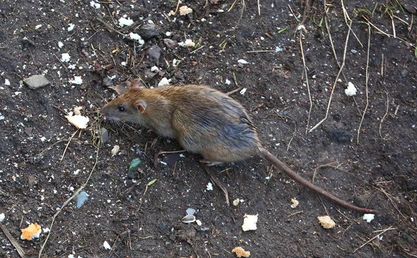 Yere saçılmış molozların arasında bir sıçan