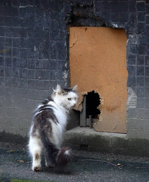 Gri Beyaz Kedi Bodrum Penceresine Tırmanıyor — Stok fotoğraf