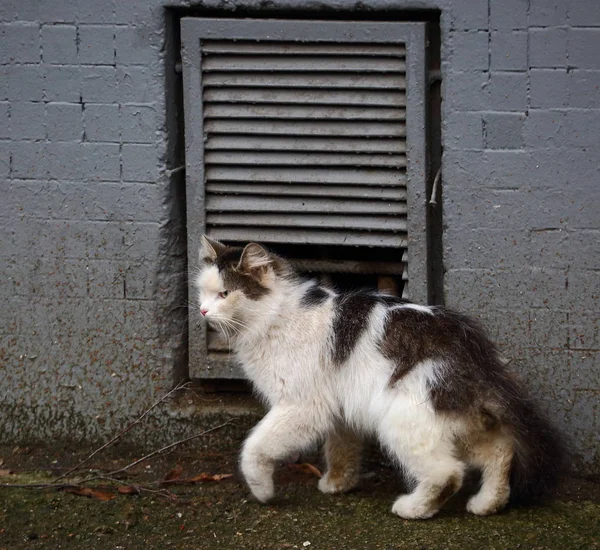 Szary Biały Kot Wspina Się Okna Piwnicy — Zdjęcie stockowe