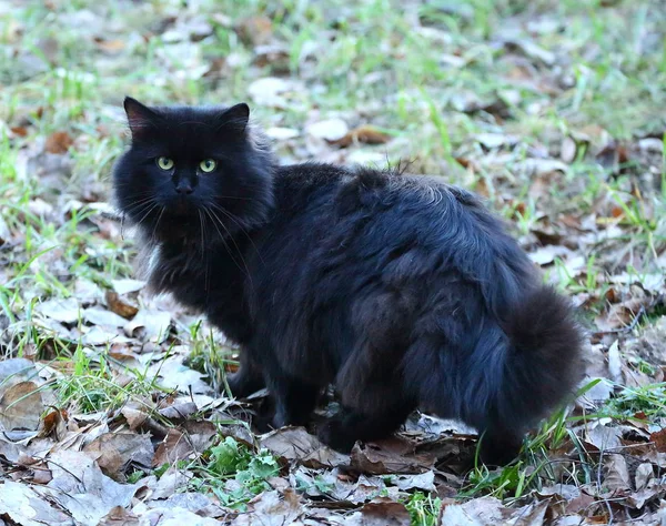 Fett Fluffig Gulögd Katt Höstmark — Stockfoto