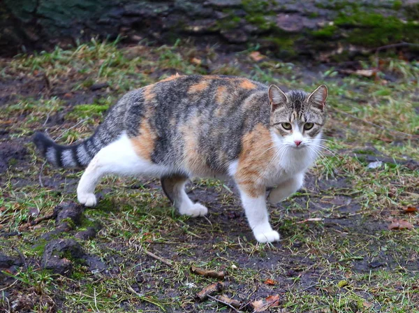 Driekleurige Kat Lenteland — Stockfoto