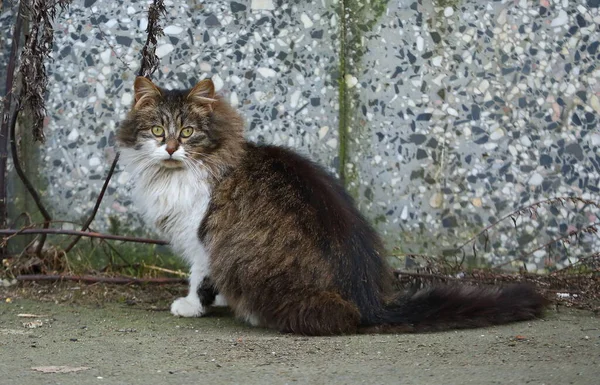 Gato Fofo Fundo Uma Parede Colorida — Fotografia de Stock