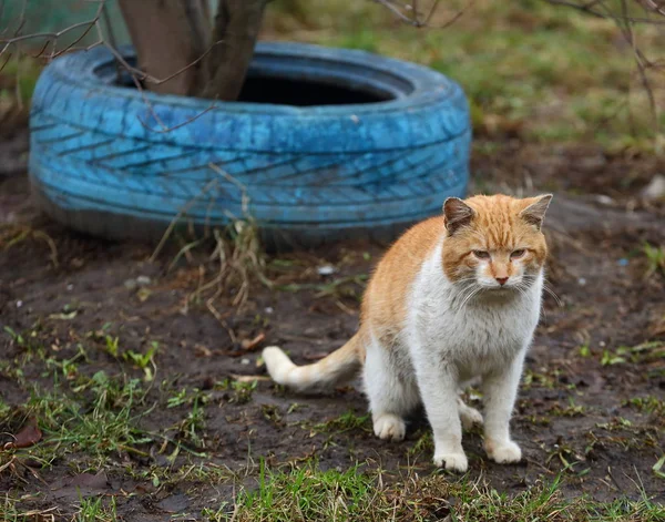 Röd Vit Katt Marken Vid Det Blå Däcket — Stockfoto