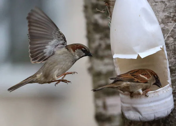 Sparrows Rebanho Para Alimentador Plástico — Fotografia de Stock