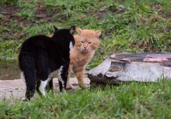 Черно Белые Красные Кошки Перед Боем — стоковое фото
