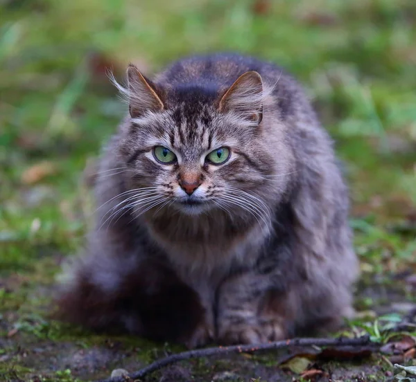 Grå Fluffig Katt Med Gröna Ögon — Stockfoto