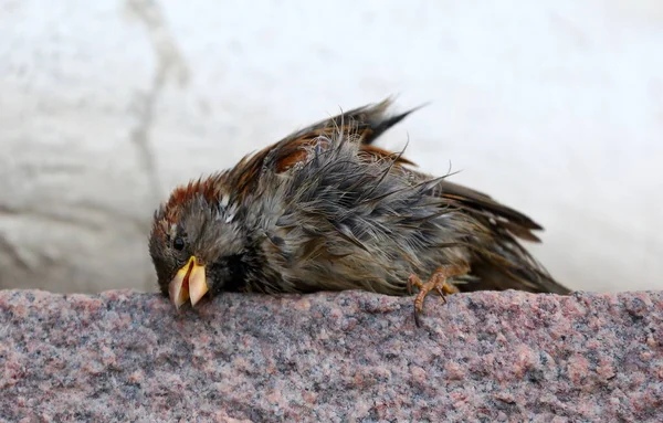 Islak serçe granit duvarı tırmalıyor.