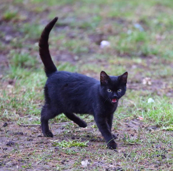 Gato Preto Com Uma Boca Aberta Uma Cauda Levantada — Fotografia de Stock