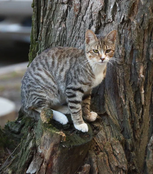 Grå Tabby Katt Sitter Ett Träd — Stockfoto