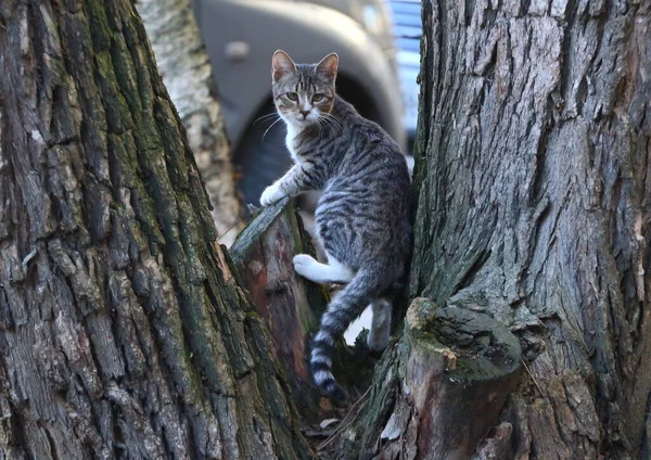 Grå Tabby Katt Sitter Ett Träd — Stockfoto