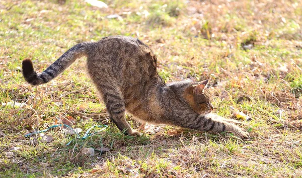 Grå Tabby Katt Sträcker Sig Det Torra Gräset — Stockfoto