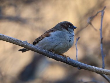 bir ağaç dalı üzerinde oturan bir serçe