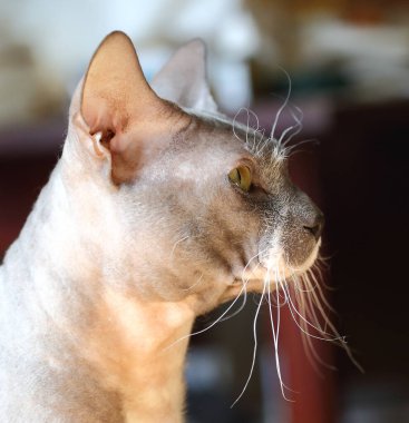 Açık gri tüysüz Peterbald kedi profili