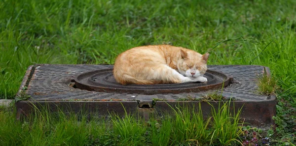 Gato Blanco Rojo Duerme Una Cálida Alcantarilla Entre Hierba Verde — Foto de Stock