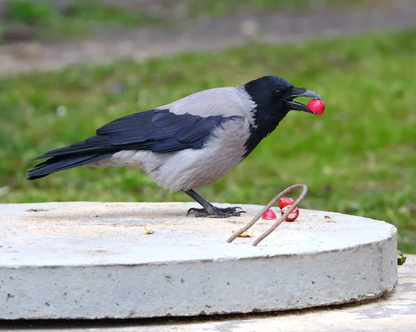 Eine Krähe Auf Einer Grauen Betonplatte Mit Ihrer Beute Schnabel — Stockfoto