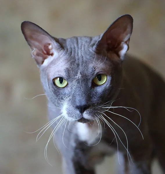 Portrait Grey Yellow Eyed Cat Peterbald Breed — Stock Photo, Image