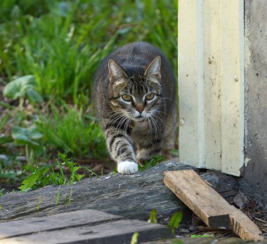 Gri bir tekir kedi köşede dikizliyor.