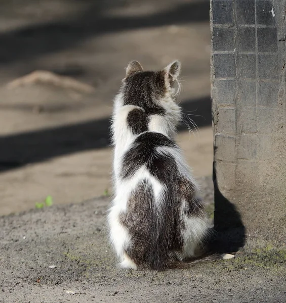 Blanco Con Manchas Grises Gato Mira Cuidadosamente Alrededor Esquina Casa —  Fotos de Stock