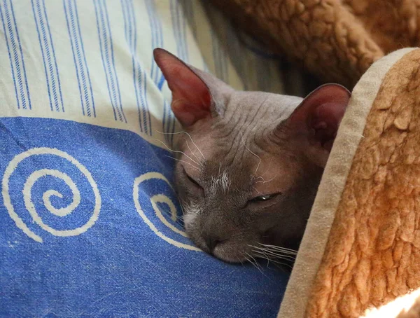 Сірий Безволосий Кіт Пітеральдської Породи Спить Подушці Під Ковдрою — стокове фото
