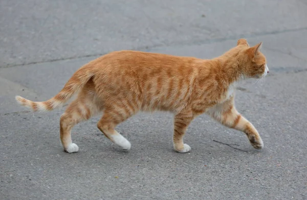 Gato Vermelho Propositadamente Caminha Asfalto Cinza — Fotografia de Stock