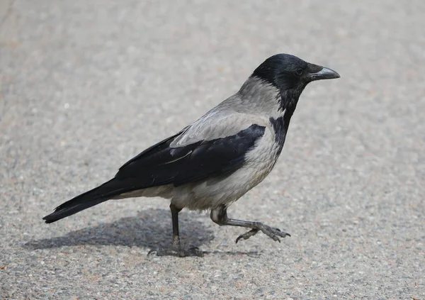 Een Kraai Loopt Het Grijze Asfalt — Stockfoto