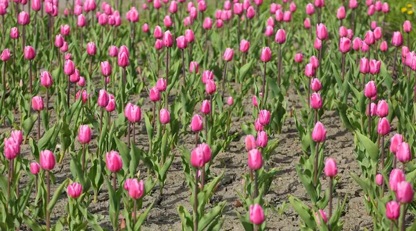 Field Pink Tulips Green Stems — Stock Photo, Image