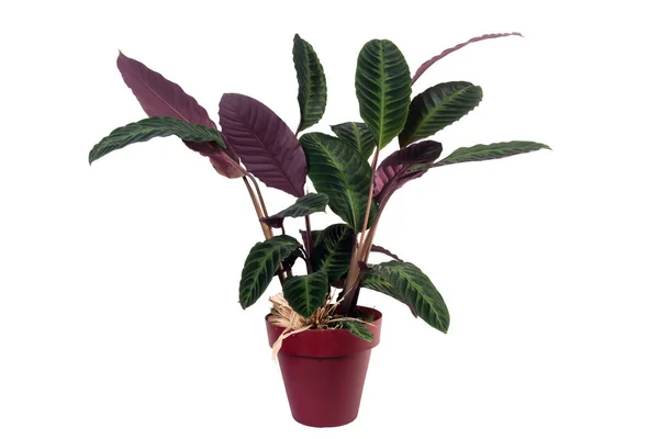 Çiçek saksısındaki Calathea Vasevich beyazı izole etmiş.