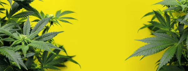 マリファナ植物とバナー黄色の背景 — ストック写真