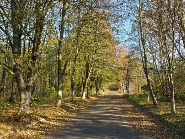 Güzel Sonbahar Ormanı 'nda Yalnız Yol