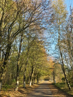 Güzel Sonbahar Ormanı 'nda Yalnız Yol